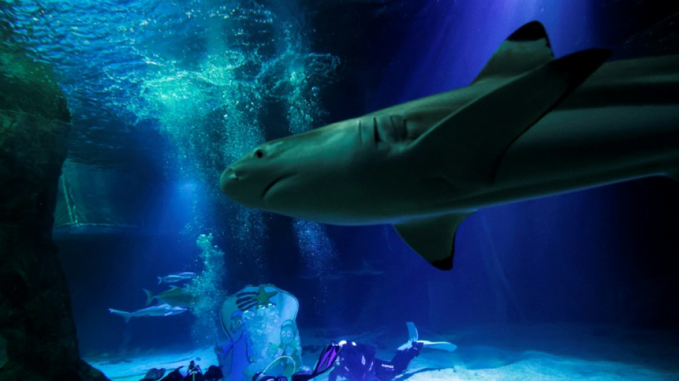 La poblaci&oacute;n de tiburones se sigue reduciendo pese a las medidas para frenar su pesca