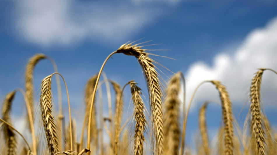 Trotz Nässe nach monatelanger Trockenheit: Agrarminister hält Ernte für sicher