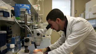 Trovata una strada diretta tra cervello e batteri dell'intestino