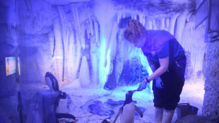 'It's un-British': lawmakers raise concerns about aquarium penguins