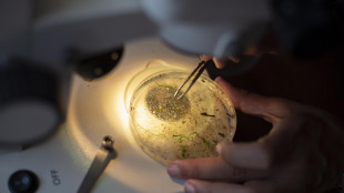 Pronta la prima mappa completa dei nervi nel corpo, è di un topo