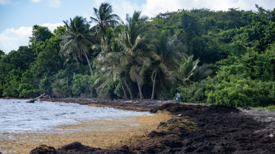 L'imbroglio du statut juridique des sargasses, fl&eacute;au des plages de Guadeloupe