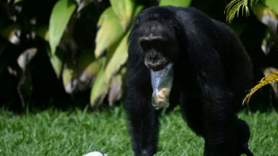 Yoko, o chimpanzé solitário da Colômbia que se reencontra com sua espécie no Brasil 
