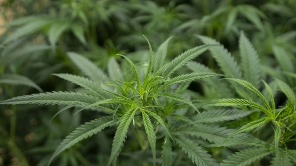 Durch Schornsteinfeger aufgeflogen: Polizei hebt Drogenplantage in Sachsen aus