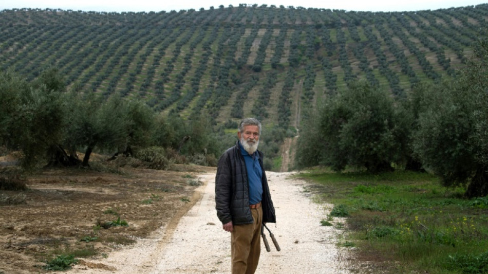 Solar park boom threatens Spain's centuries-old olive trees