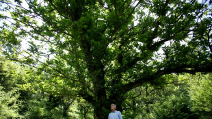 En Albanie, les ch&acirc;taigniers ravag&eacute;s par une gu&ecirc;pe chinoise