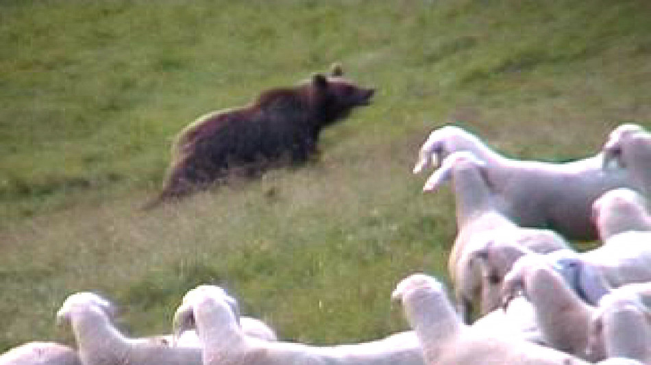 Oltre il 70% degli altoatesini non vuole lupi e orsi