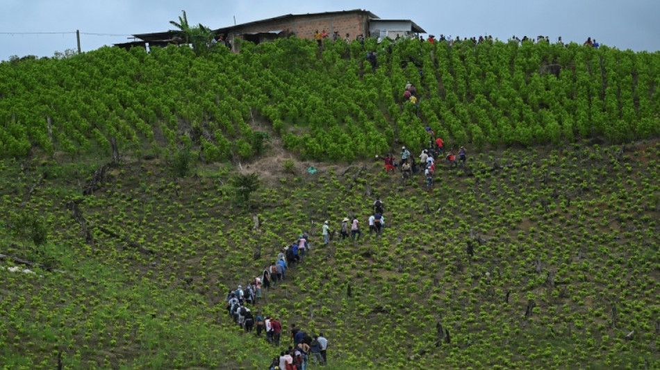 C&acirc;nion da coca, o tend&atilde;o de Aquiles do projeto de paz na Col&ocirc;mbia