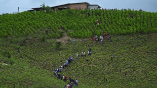 C&acirc;nion da coca, o tend&atilde;o de Aquiles do projeto de paz na Col&ocirc;mbia