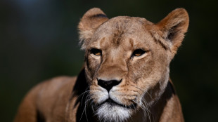 Tres leonas mueren en un zool&oacute;gico de Tokio por supuesto golpe de calor