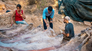 D&eacute;couverte au Portugal d'un &eacute;norme dinosaure sauropode