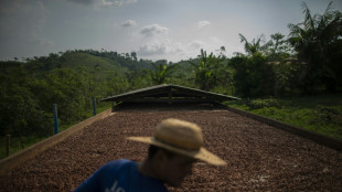 Brasil suspende importa&ccedil;&atilde;o de gr&atilde;os de cacau da Costa do Marfim