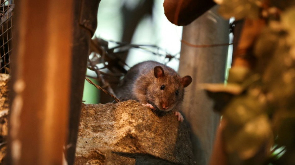 New York declares total war on prolific rat population