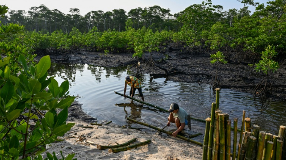 Qui prot&egrave;ge les gardiennes? Les Philippines &agrave; la rescousse des mangroves