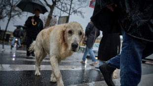 Mutilation ban and microchips: EU lawmakers approve cat and dog welfare rules