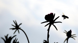 Le piante percepiscono il ronzio degli insetti impollinatori