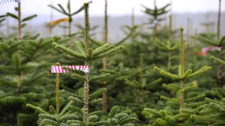 Mehr als 70 Weihnachtsb&auml;ume in nordrhein-westf&auml;lischem Moers gestohlen