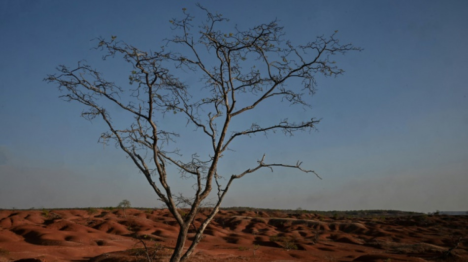 Agricultores brasile&ntilde;os resisten a la desertificaci&oacute;n de sus tierras
