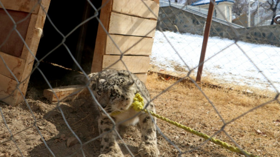 Afghanistan: un rare sp&eacute;cimen de panth&egrave;re des neiges captur&eacute; et bient&ocirc;t rel&acirc;ch&eacute;