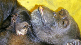 "Ai", la chimpanz&eacute; prodige, est morte &agrave; 49 ans