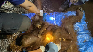 Indon&eacute;sie : deux orangs-outans secourus &agrave; Born&eacute;o au milieu des fum&eacute;es d'incendie