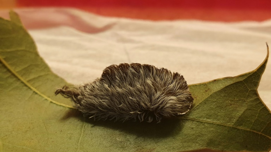 El "traum&aacute;tico" veneno de una oruga se origina en una bacteria