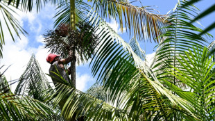 El 'boom' del a&ccedil;a&iacute;, una amenaza para la Amazon&iacute;a