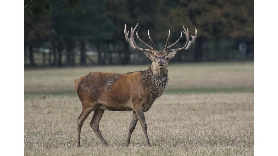Wildunfall: Wo Hirsch und Co. die Straße queren